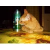 ginger & il suo prezioso olio di salmone Hunter
