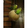 pähkinäpallo