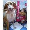 Chester con el pedido