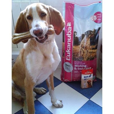 Chester con el pedido