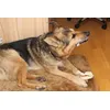 Unserem Schäfer Husky Mix schmeckts und bestellt wurde in Größe M