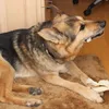 Unserem Schäfer Husky Mix schmeckts und bestellt wurde in Größe M