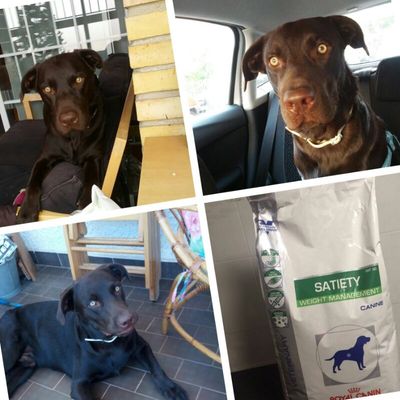 Aquiles y Satiety de Royal Canin