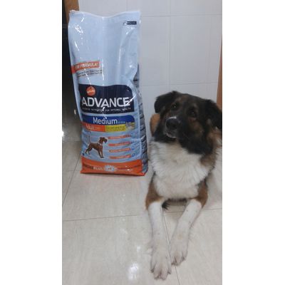 Bruno con su comida