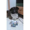 Bruno con sus Dental Care Sticks