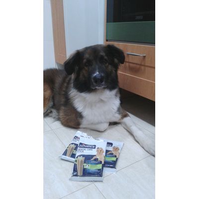 Bruno con sus Dental Care Sticks