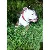Seelenhund Shyla