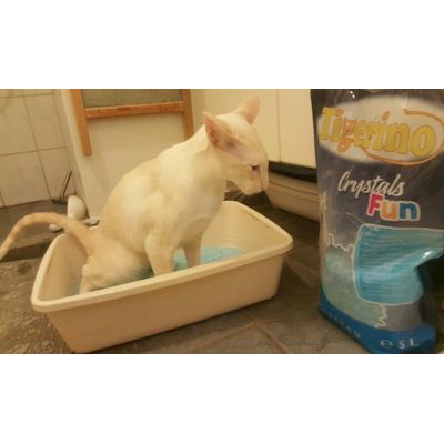 Min kat har valgt Tigerino