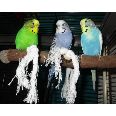 Pitrie Bernd und Oskar