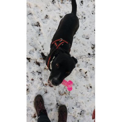 toy bone