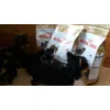 Royal Canin Breed Yorkshire Terrier Junior