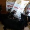 Royal Canin Breed Yorkshire Terrier Junior