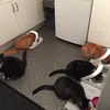 Feeding time at the cat sanctuary
