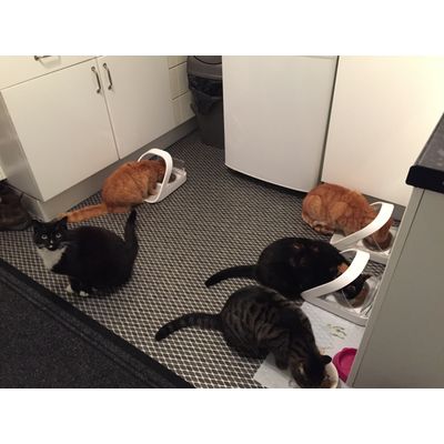 Feeding time at the cat sanctuary