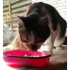Leonardo Fisch mit Schrimps schmeckt