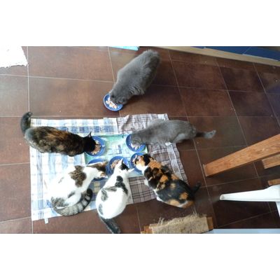 La Cats Family adore les Cosma Nature