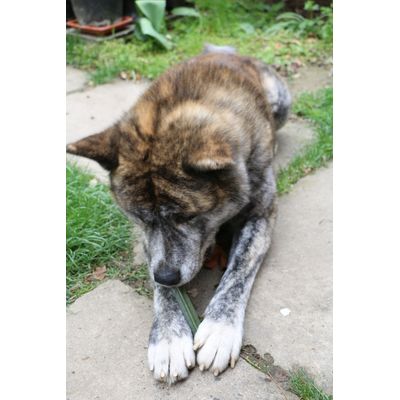 Pedigree Dentastix Fresh