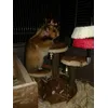 Trespolo per il mio criceto dorato