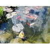 Unsere Teichfische
