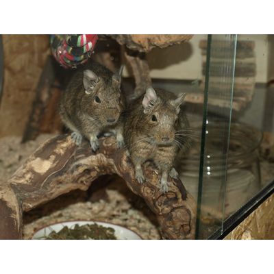 Degus auf Beobachtungsposten