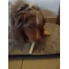 Whisky e 8 in 1 delights stick