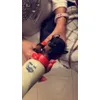 BB PINSCHER NAINS