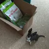 Coco contento que ha llegado su comida favorita