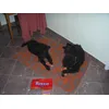 Rocco a kiraly