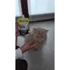 Miro con yogurt