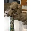 Pandora y Sheldon lamiendo el bote vacio