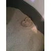 Amor Tigerino