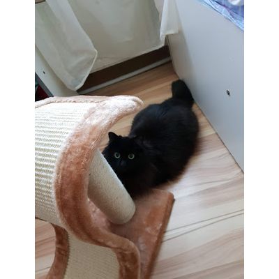 Prinzi