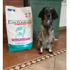 Trudina la Setterina 