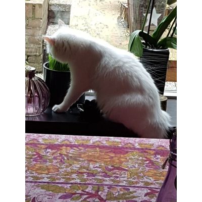 Top kattengras
