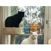mia e neo adorano CATISFACTIONS dreamies