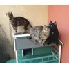 Meine 3 Katzen sind zufrieden 