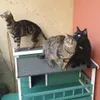 Meine 3 Katzen sind zufrieden