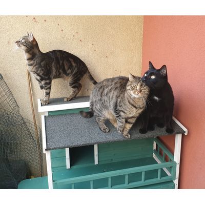 Meine 3 Katzen sind zufrieden