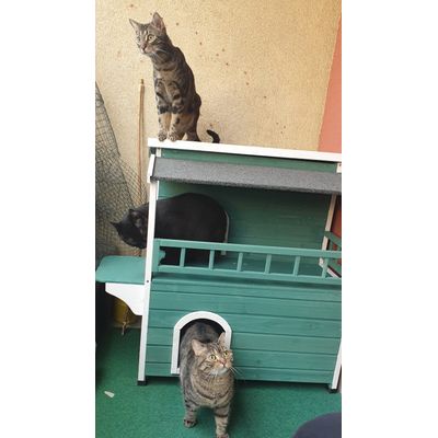 Meine 3 Katzen sind zufrieden