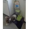 royal canin