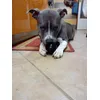 Pitbull Clementi Blue Eve for Kong Ball Extreme