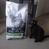 minou proplan