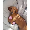 Baby Joy 