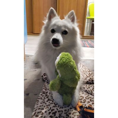 od teraz ulubiona zabawka