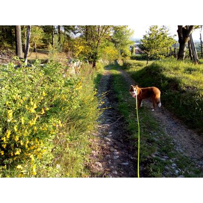 Asso nei sentieri di campagna
