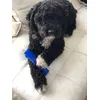 Kong Squeezz 