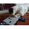 jugando a buscar