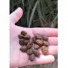 Piccole e appetitose Unte e farinose al tatto