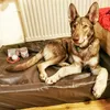 Wolf findet es bequem 