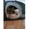 Daisy  and Hugo in Lalaland 